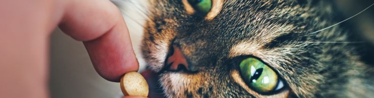 green-eyed tabby cat taking a pill