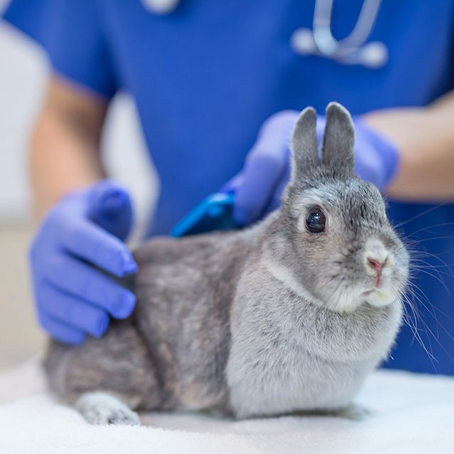 gray rabbit gets checked out