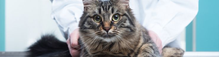 Maine Coon cat with bug eyes