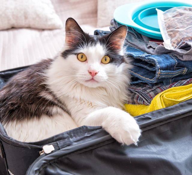 long-haired kitty in a suitcase